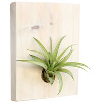 Microgarden Air Plant Tillandsia Multiflora